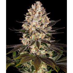 Hindu Kush, Фасовка: 1